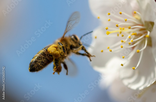 A bee collects honey from a flower