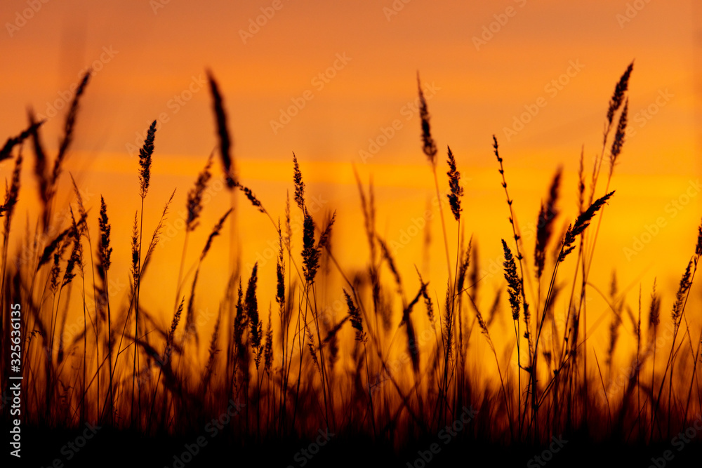 Silhouettes of dry grass on a sunset background Silhouettes of dry grass on a sunset background