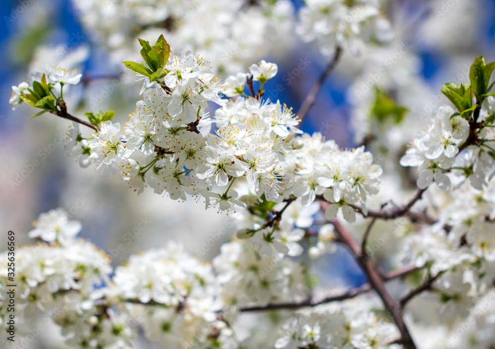 White flowers on a fruit tree on nature White flowers on a fruit tree on nature