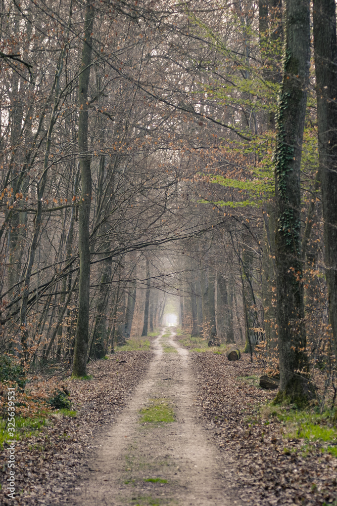 Obraz premium Chemin au travers d'une forêt