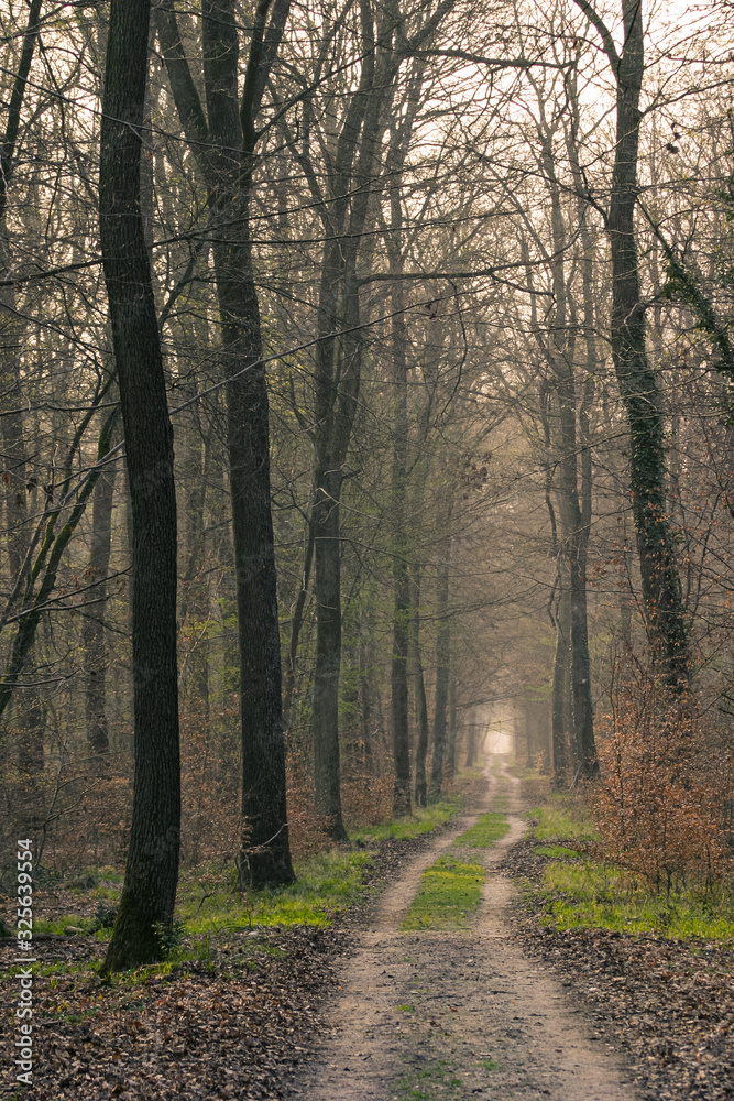 Chemin forestier