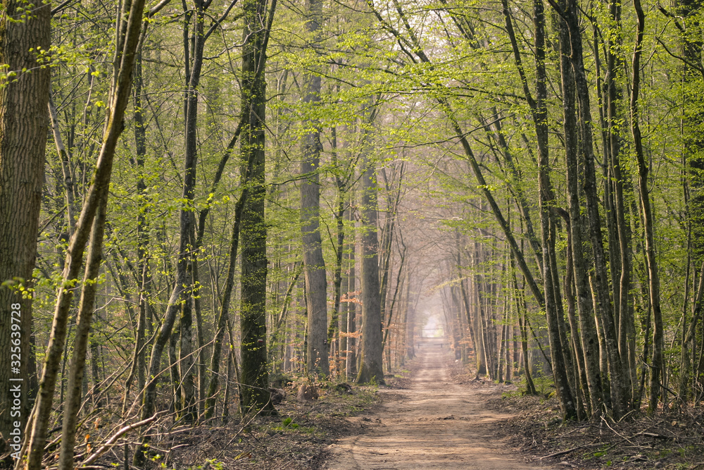 Fototapeta premium Chemin sauvage dans la forêt