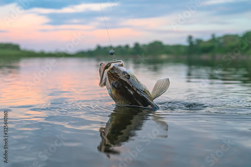 Zander fishing. Walleye fish on hook in water