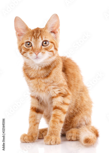 Fototapeta Naklejka Na Ścianę i Meble -  Portrait of redheaded cat. Looking into the camera.