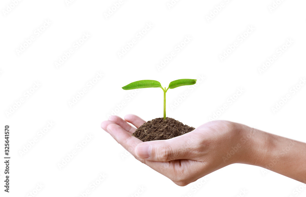 Human hands holding sprout young plant Human hands holding sprout young plant