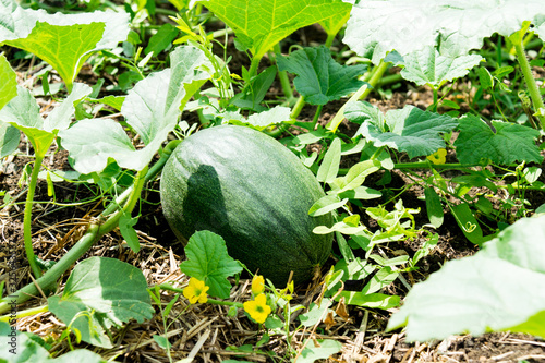 Green melon is ripenning in the vegetable garden