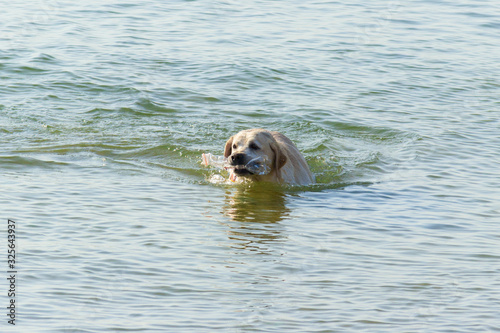 A dog is swimming in the water and cleaning rubbish and garbage. Take care about environment. Ecology concept