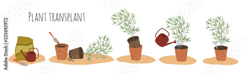 Vector flat images of indoor plants in pots at different stages of transplantation. Transplant method. Isolated objects on white