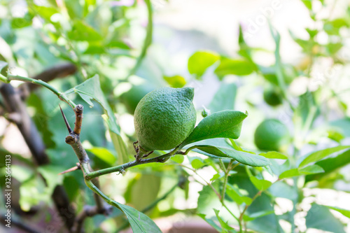 Close up of growing green unripe lemon on the tree in the garden