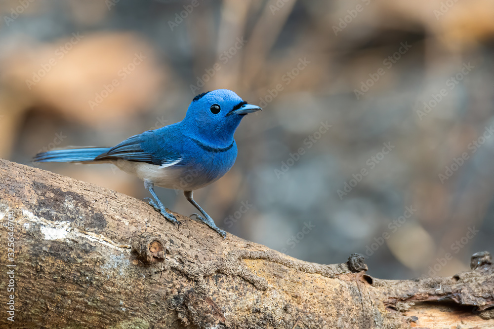 Colorful bluish Black-naped Monarch perching on a tree trunk looking into a distance Colorful bluish Black-naped Monarch perching on a tree trunk looking into a distance