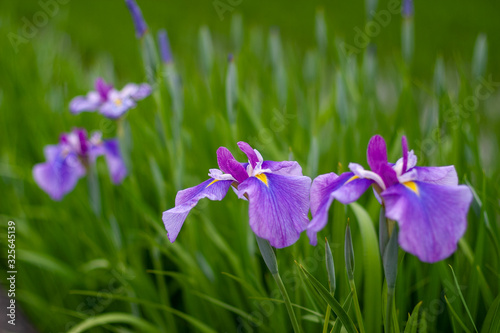 Blue violet iris flowers in green