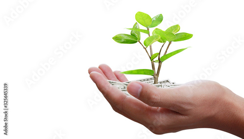 Human hands holding sprout young plant