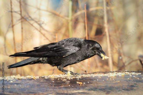 Crow eating nuts in the woods photo