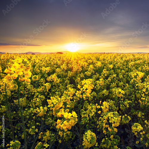 Flowering rapeseed canola or colza in latin Brassica Napus  plant for green energy and oil industry