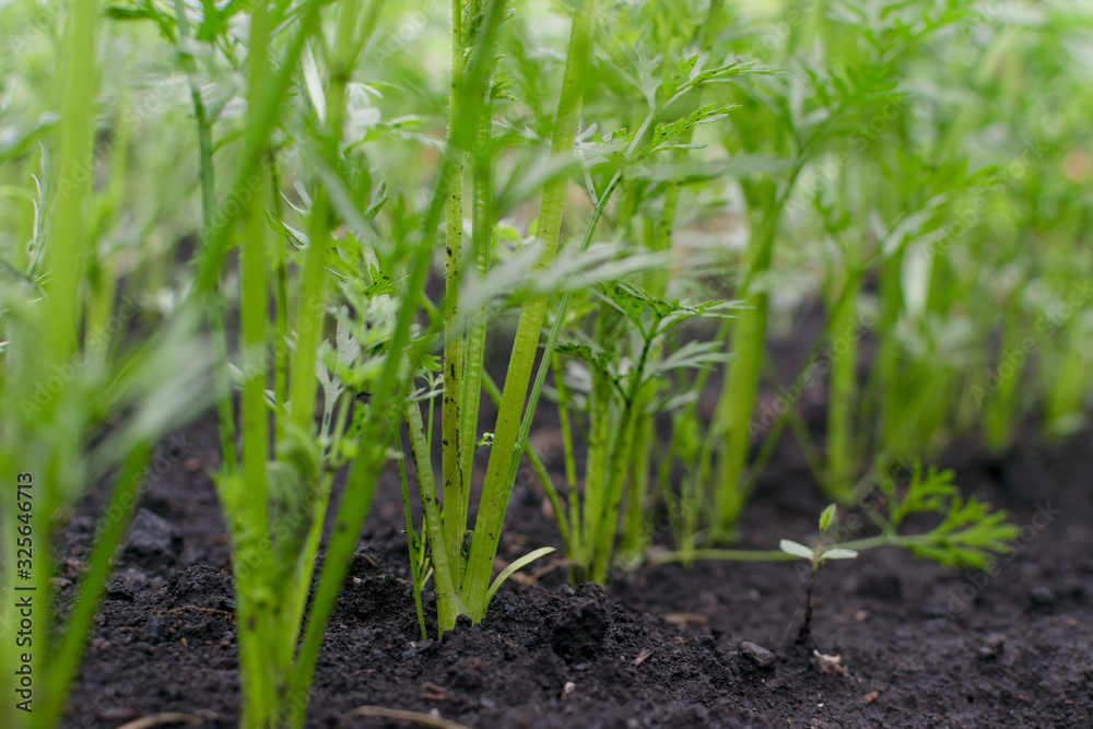 Rows of eco young carrot plants in spring garden