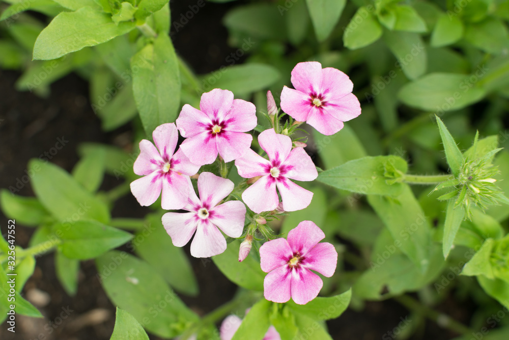 Dianthus pink flowers in summer garden closeup Dianthus pink flowers in summer garden closeup