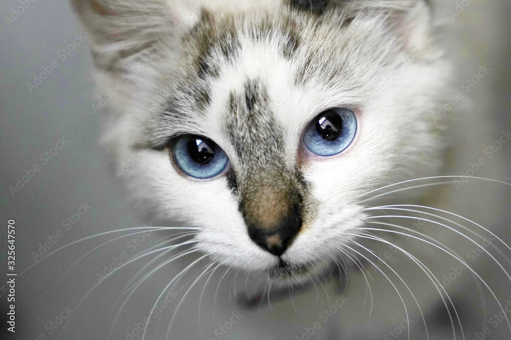 Cat with clear  blue eyes