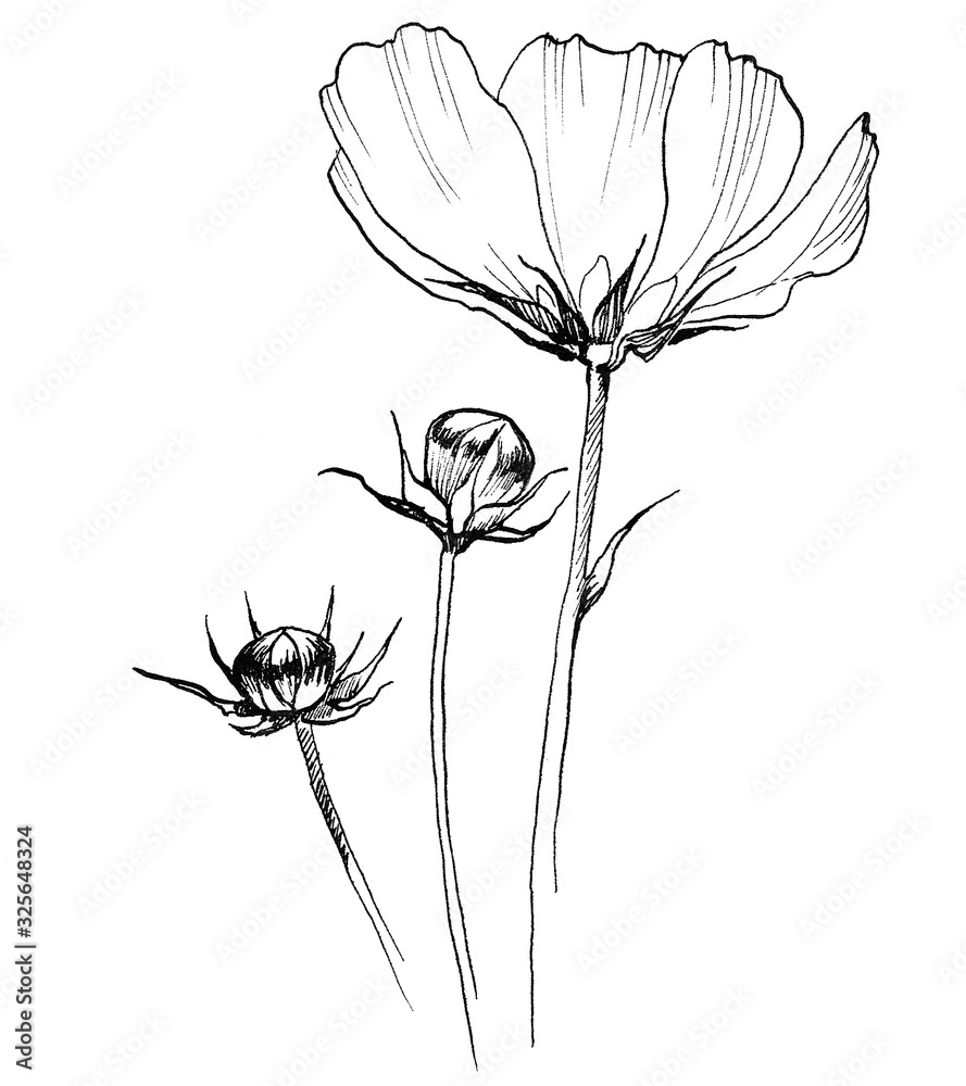 Obraz premium Field flower kosmeya drawn lines on a white background by hand, Large Daisy petals, thin stems and the flower Bud, the item to be printed.