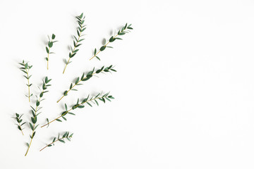Eucalyptus leaves on white background. Pattern made of eucalyptus branches. Flat lay, top view, copy space