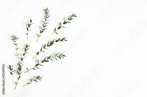 Eucalyptus leaves on white background. Pattern made of eucalyptus branches. Flat lay  top view  copy space