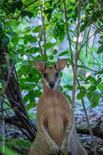 Wallabies on the beach/grass in Cape Hillsborough Queensland Australia