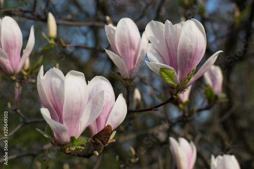 Flowering magnolia tree with white and pink flowers