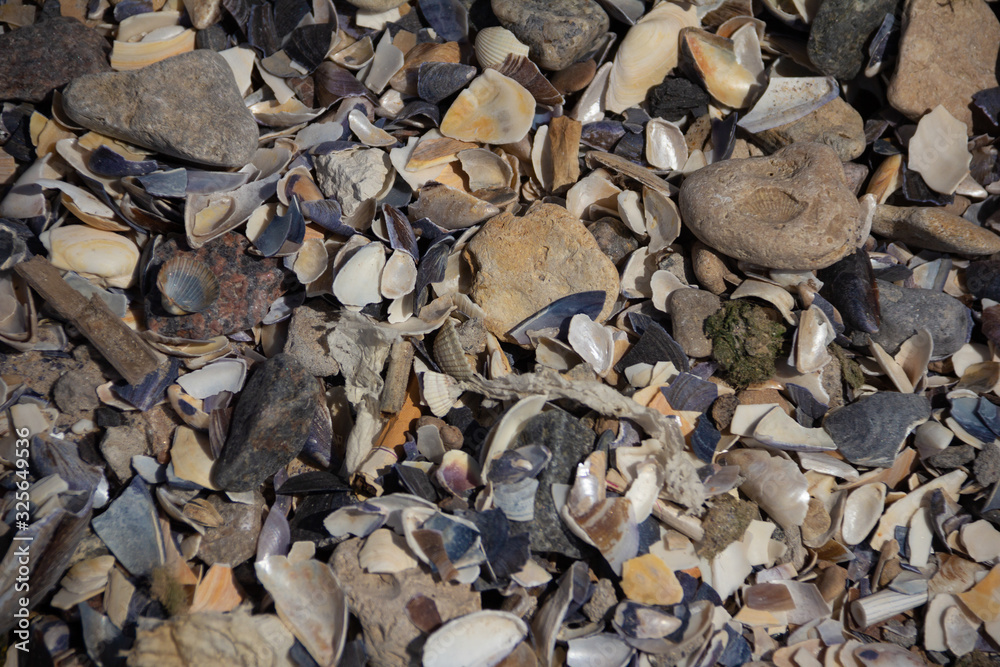 Shell background, seashore, vacation, vacation Shell background, seashore, vacation, vacation