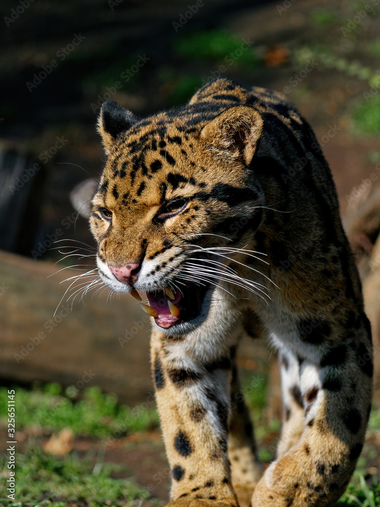 Obraz premium The clouded leopard, Neofelis nebulosa, is a wild cat occurring from the Himalayan foothills through mainland Southeast Asia into southern China.