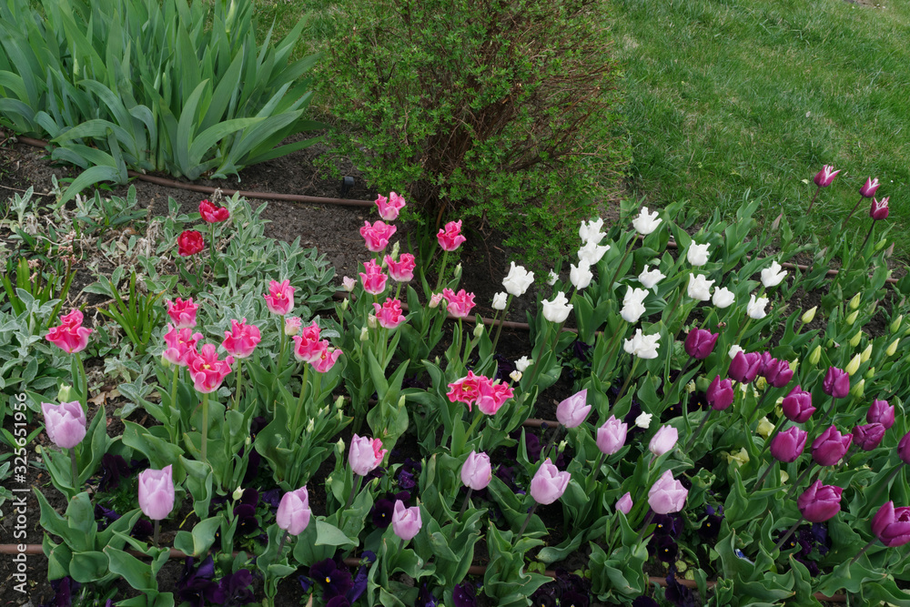 Pink tulip flower or flowering tulipa with bokeh