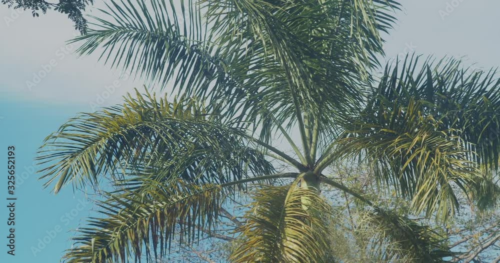 Palm trees on a sunny day in slow motion. Palm trees on a sunny day in slow motion.