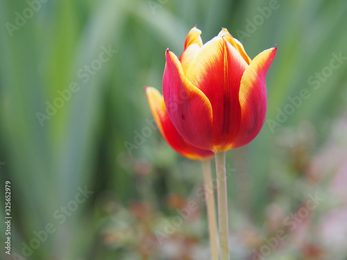 Blooming red-yellow tulips on a green background.