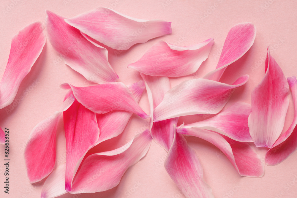 beautiful fresh pink flower petals on pastel rose background, top view, flat layout