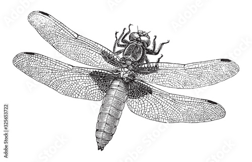 Broad-bodied chaser dragonfly (Libellula depressa) / vintage illustration from Brockhaus Konversations-Lexikon 1908