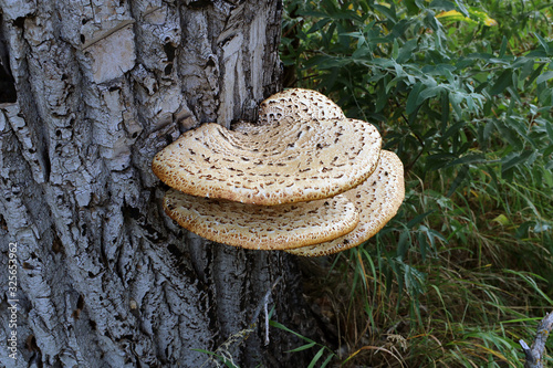 Chaga Mushroom on the tree. Large tree mushrooms grew on the trunk of a tree.