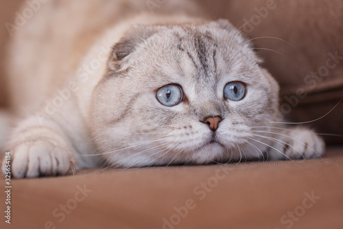Funny cats with big blue eyes on the sofa at home.