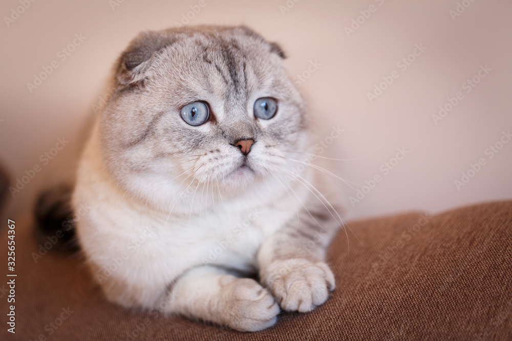 Obraz premium Cute Scottish cat is lying on the couch and looking away.