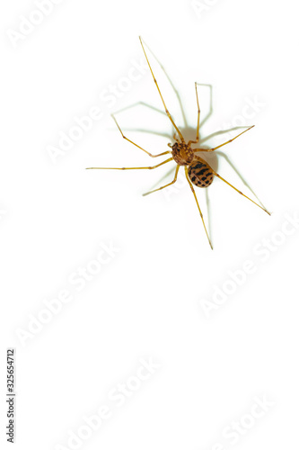 Minimalist Spider Crawling © onlyonekenobi