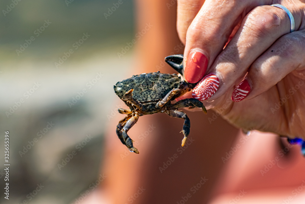 Obraz premium A small black sea crab in a woman's hand with a red manicure. Tentacles and claws are dark green in sunlight