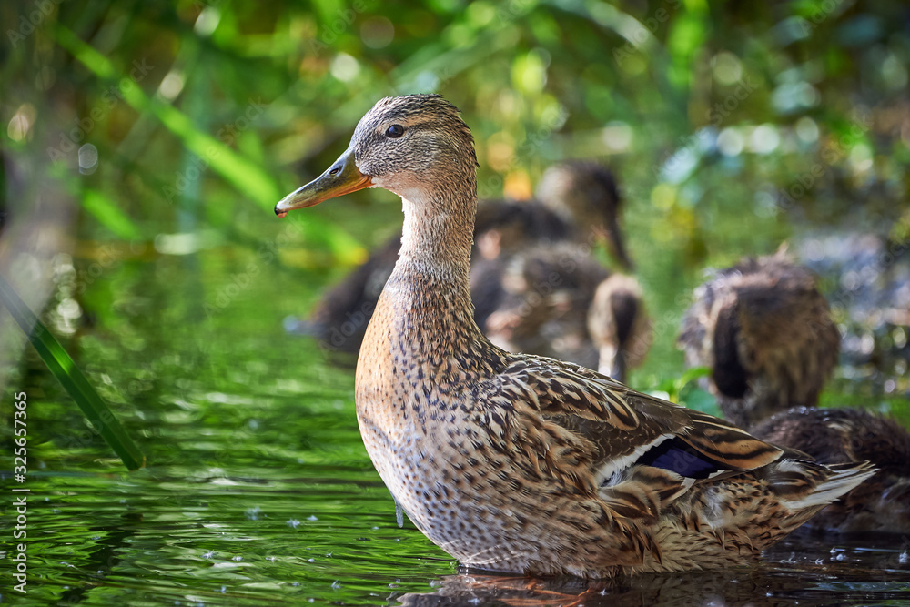 Fototapeta premium Mallard Female ( Anas platyrhynchos ) with Ducklings