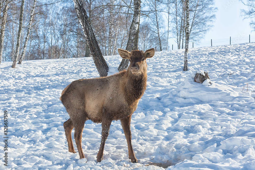 Red deer female in a pasture in winter, Altai Red deer female in a pasture in winter, Altai