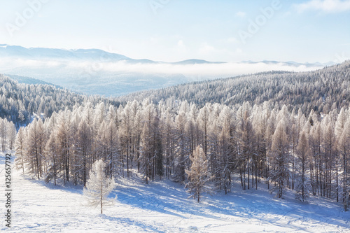 Winter landscape with snowy larch, Altai, Russia