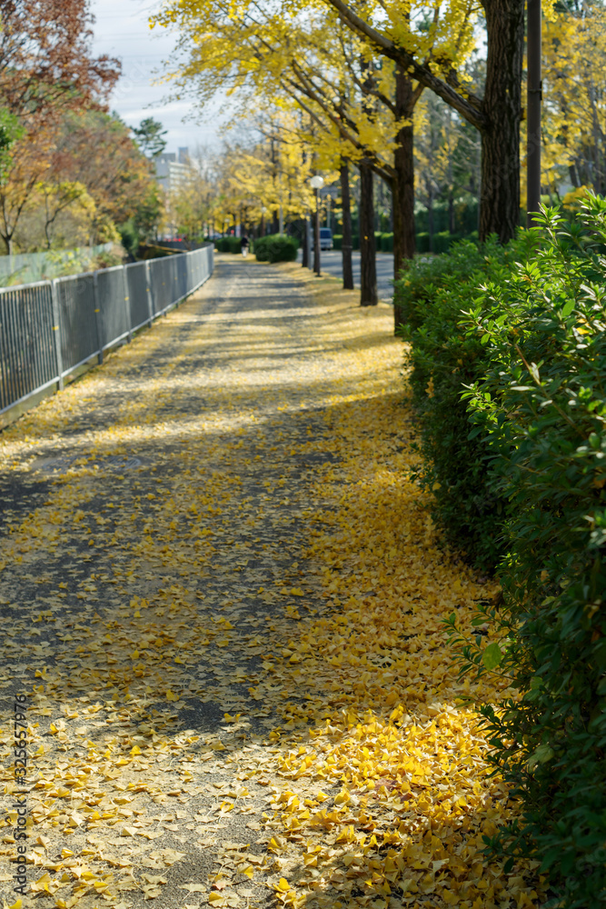 秋・黄葉する銀杏並木と落葉の風景　千里ぎんなん通り