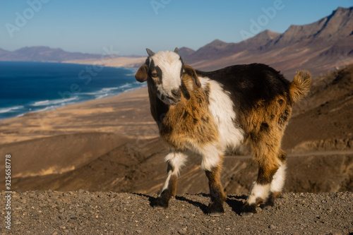 Feral goats, the unquestioned animal symbol of the island of Fuerteventura. In the background the famous wild beach of Cofete