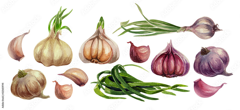 Fototapeta premium Garlic watercolor set