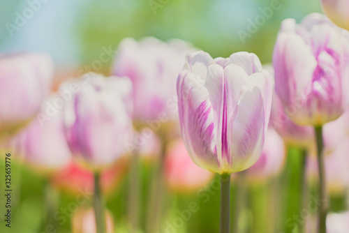 Pink tulip flowers blooming in a tulip field at sunset. Nature background