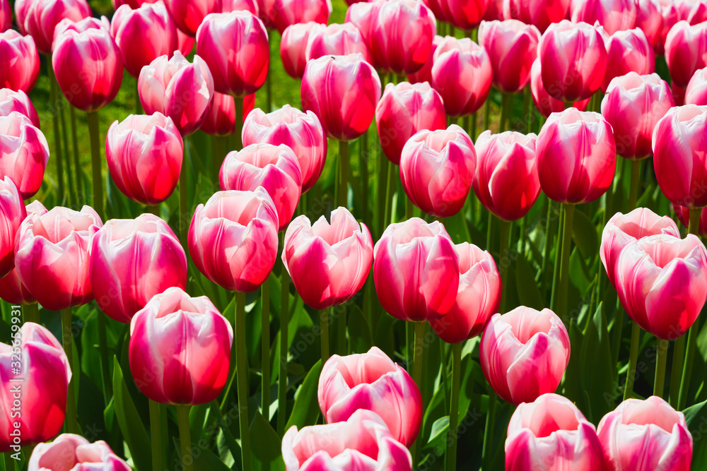 Pink tulip flowers blooming in a tulip field at sunset. Nature background Pink tulip flowers blooming in a tulip field at sunset. Nature background