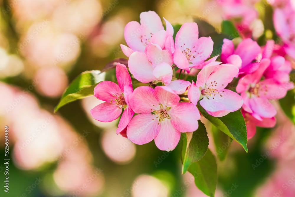 Blossoming apple tree branches in the garden. Spring Background Blossoming apple tree branches in the garden. Spring Background