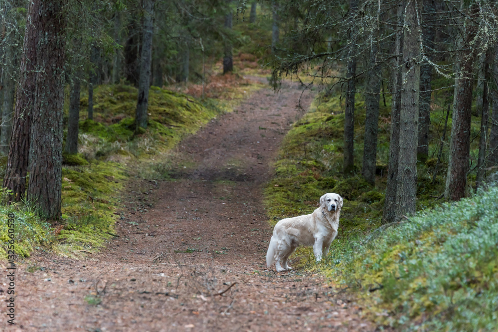 Champion Golden Retriever on a Trail in a Forest in Latvia Champion Golden Retriever on a Trail in a Forest in Latvia
