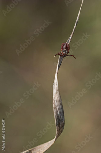 tick on the grass, acarus on grass