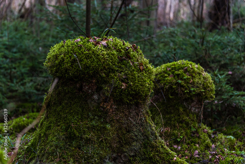 Thick Moss Growing on an Old Tree in a Primeval Forest in Northern Europe